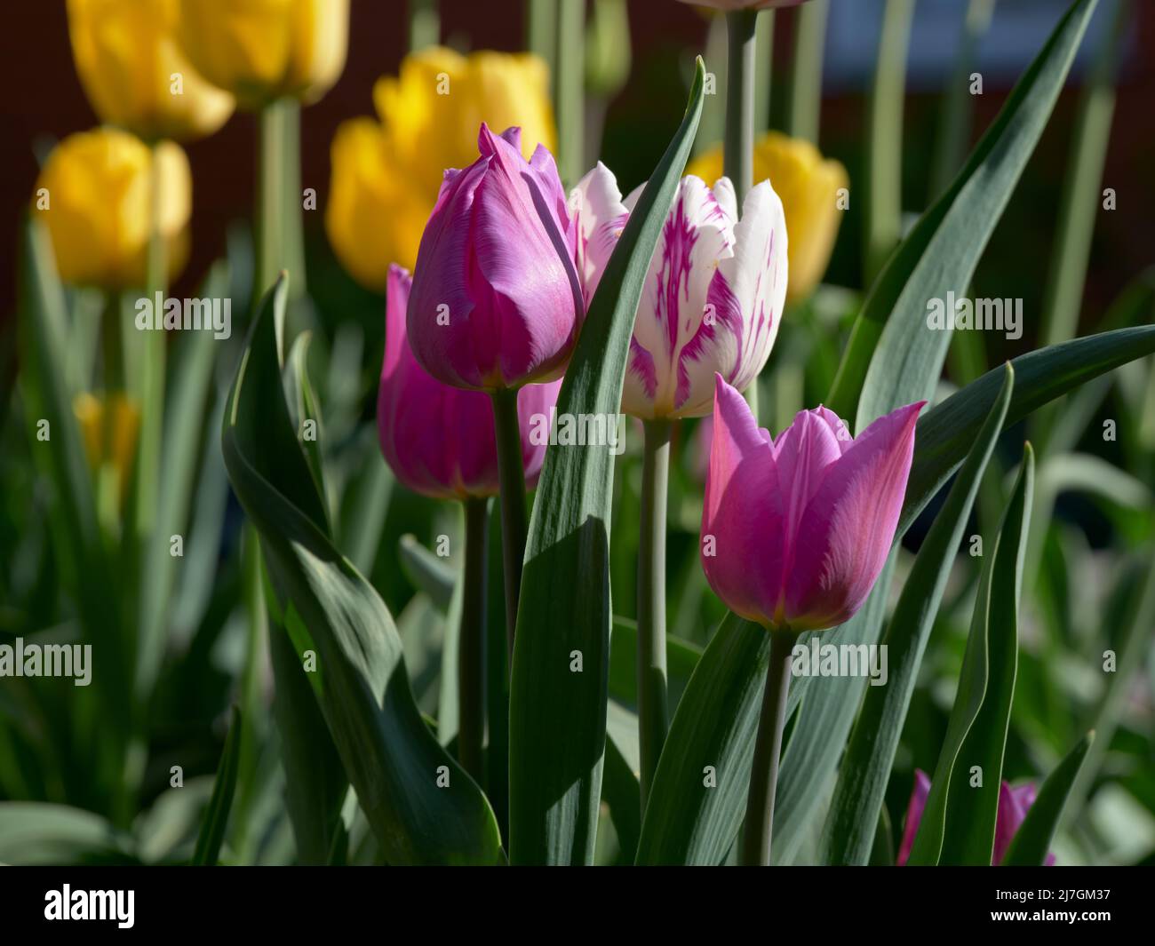 Tulipani viola che crescono in un giardino. Primavera. Primo piano. Foto Stock