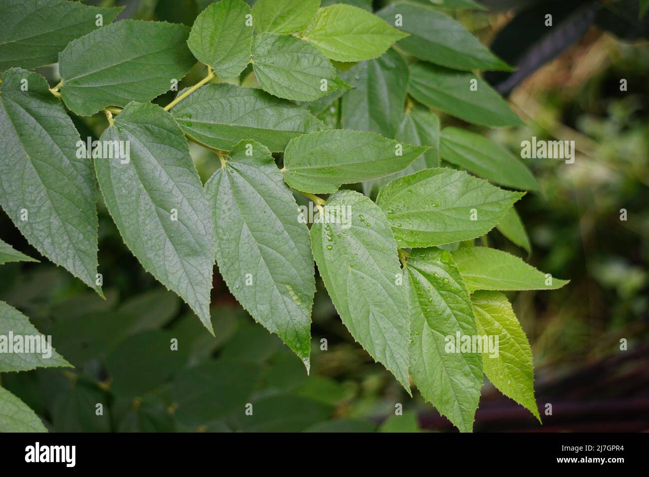 Foglie di trema orientale (chiamata anche trema orientalis, Cannabaceae, carboncino, carboncino indiano) Foto Stock