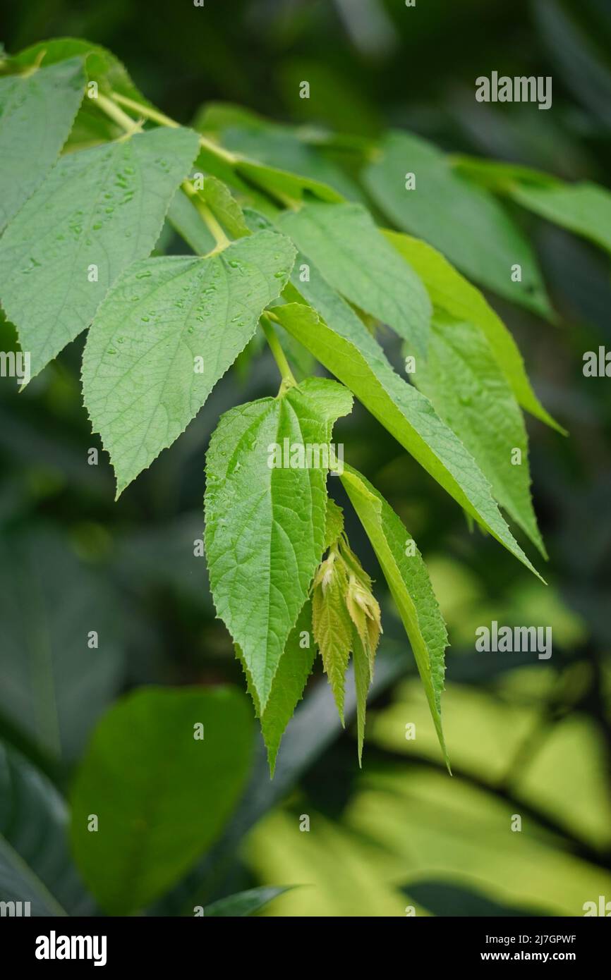 Foglie di trema orientale (chiamata anche trema orientalis, Cannabaceae, carboncino, carboncino indiano) Foto Stock