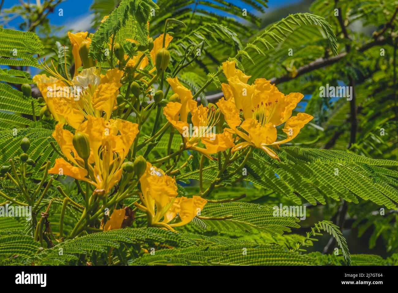 Giallo Poinciana Fiori Delonix Regia Flavida Flame Tree foglie verdi Moorea Tahiti Polinesia francese. In luoghi tropicali in tutto il mondo Foto Stock