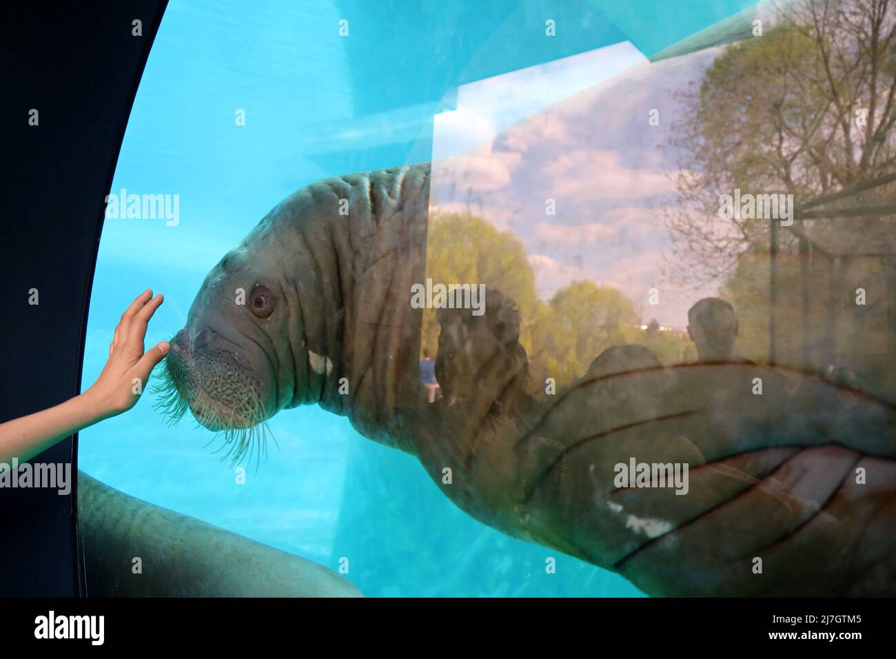 I visitatori dello zoo e la foca settentrionale sotto l'acqua, vista gettano il vetro dell'oceanario Foto Stock