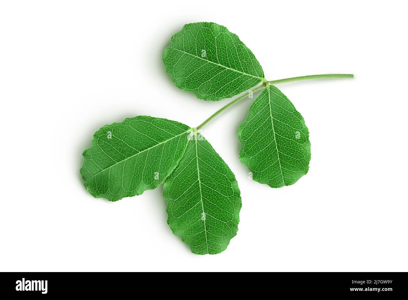 Foglie di carruba fresche isolate su sfondo bianco con percorso di taglio. Vista dall'alto. Disposizione piatta Foto Stock