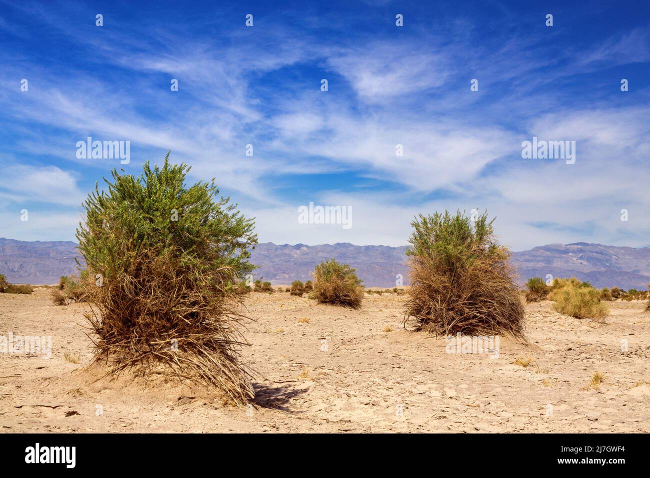 Arrow weed, pluchea sericea, che cresce nel Devil's Cornfield, Death Valley National Park, California, Stati Uniti. Foto Stock