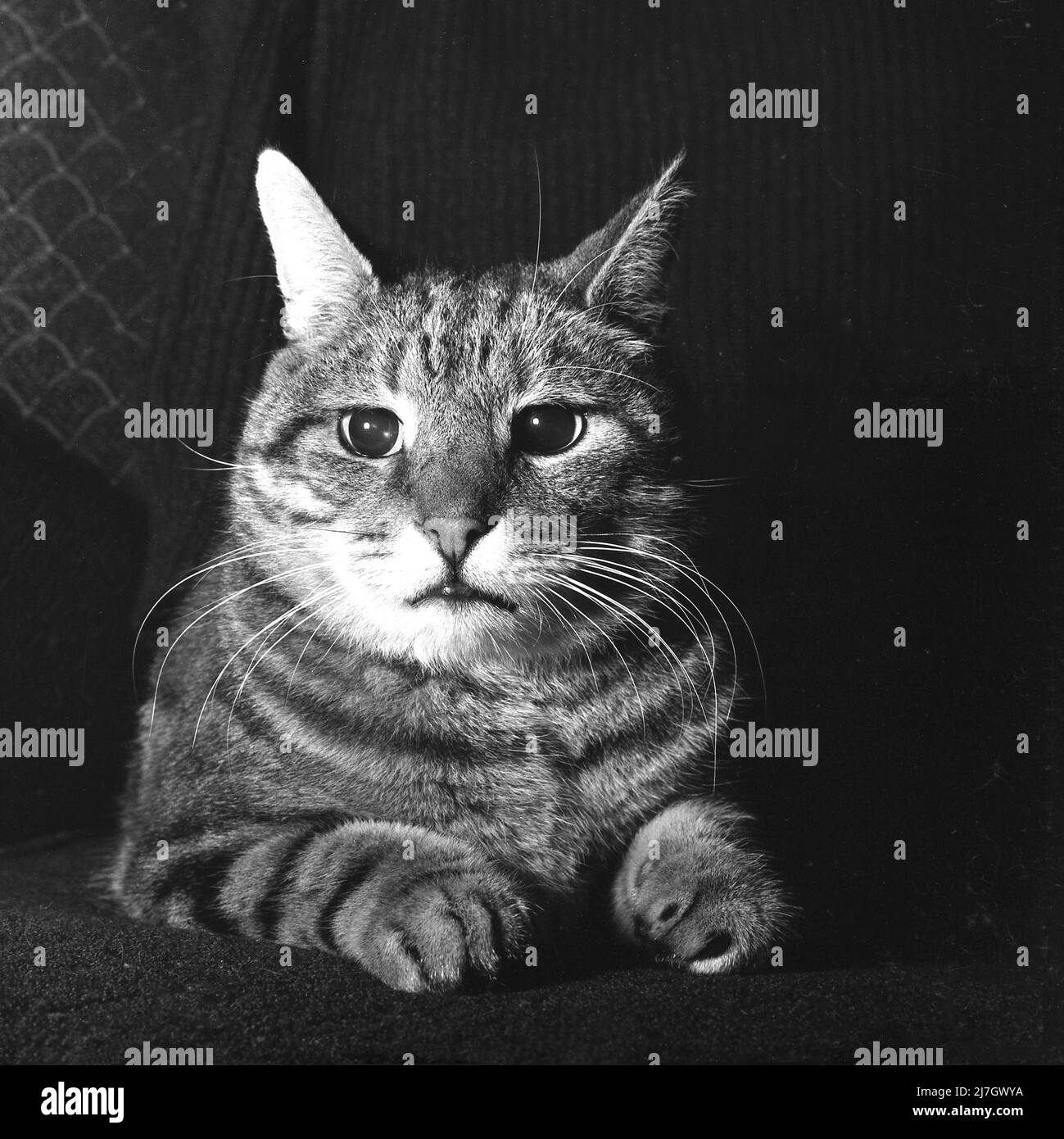 1969, storico, un gatto domestico in camera, sdraiato su una poltrona, vista frontale. Foto Stock