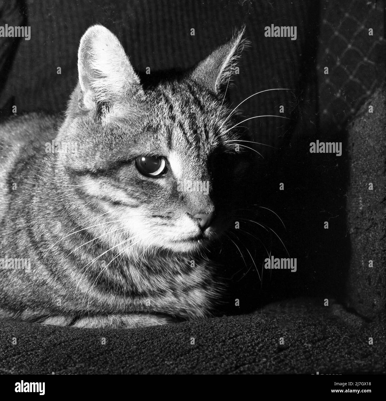 1969, storico, primo piano, vista frontale di un gatto domestico in una stanza sdraiata su una sedia a sdraio, Inghilterra, Regno Unito. Foto Stock