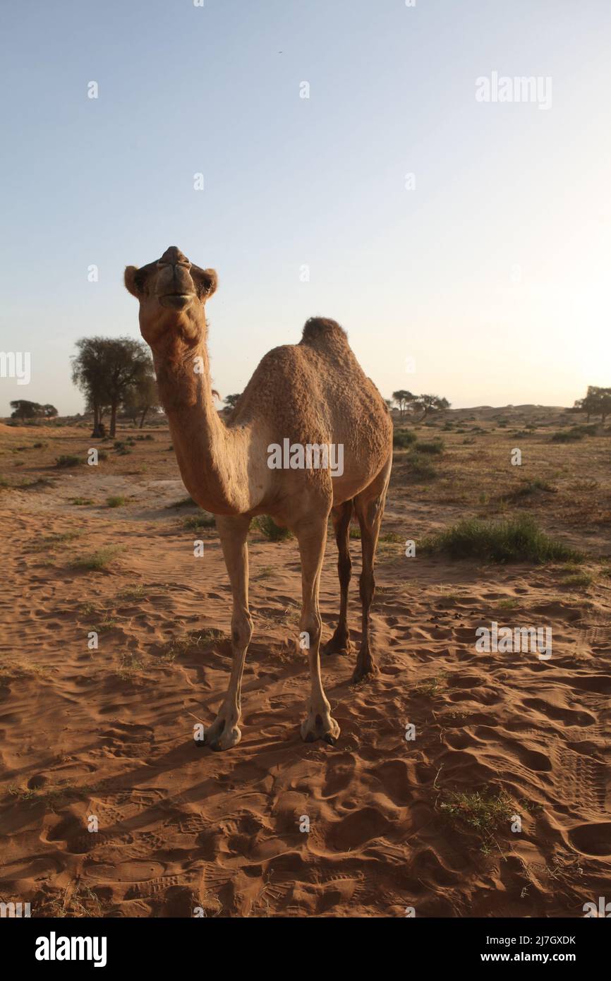 Cammello nel deserto, Ras al Khaimah, Emirati Arabi Uniti Foto Stock