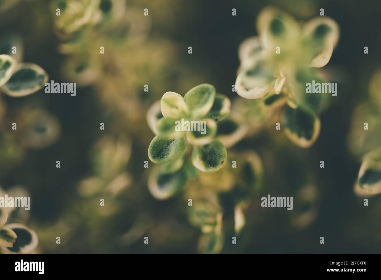 sfondo di pianta verde blurry, vista dall'alto verso il basso di foglie di pianta piccole Foto Stock