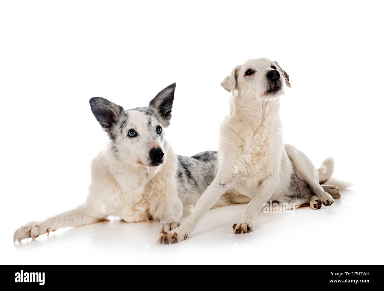 parson russell terrier e collie di confine di fronte a sfondo bianco Foto Stock
