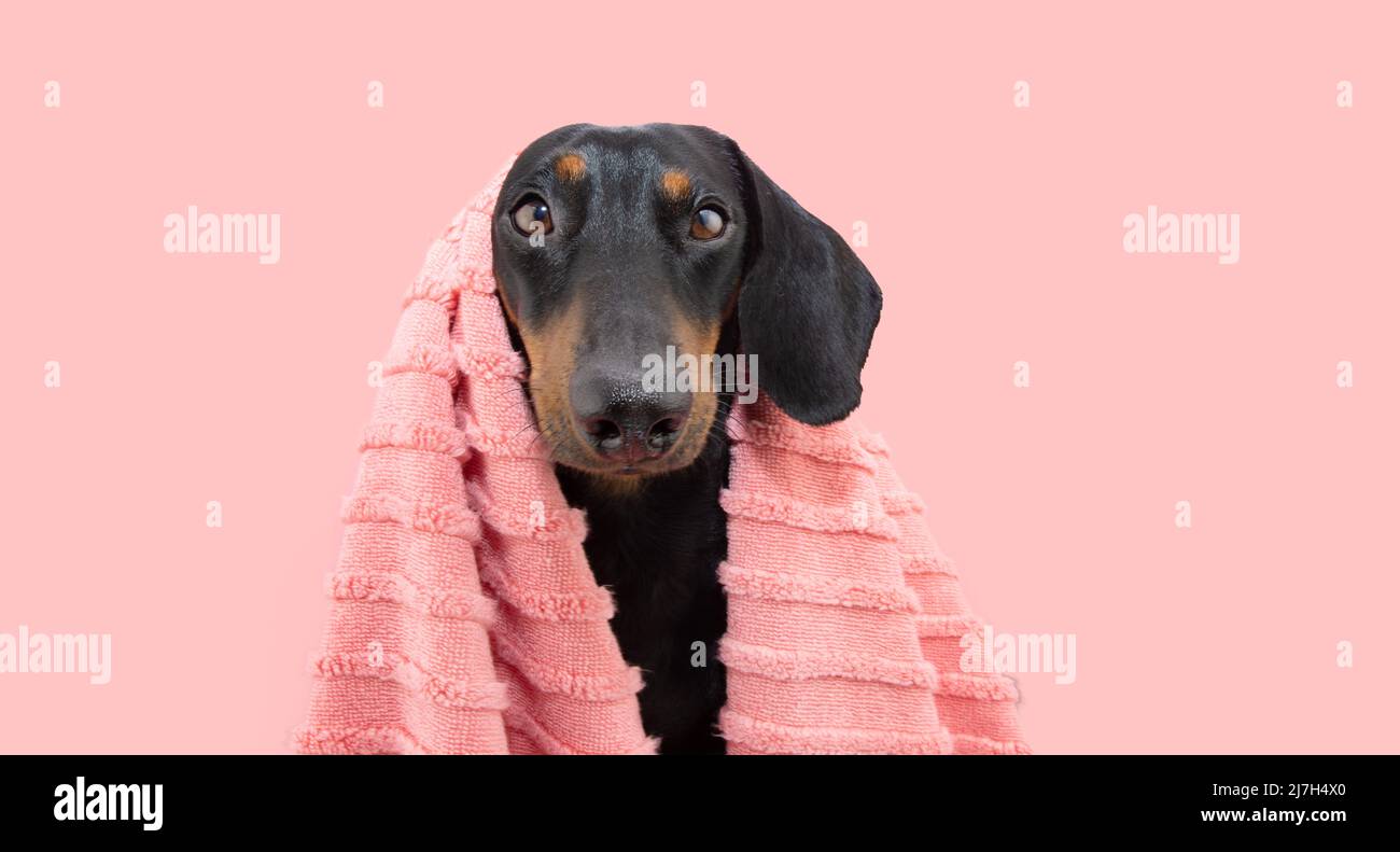 Dachshund cucciolo cane bagnare indossando un asciugamano corallo. Isolato su sfondo pastello rosa Foto Stock
