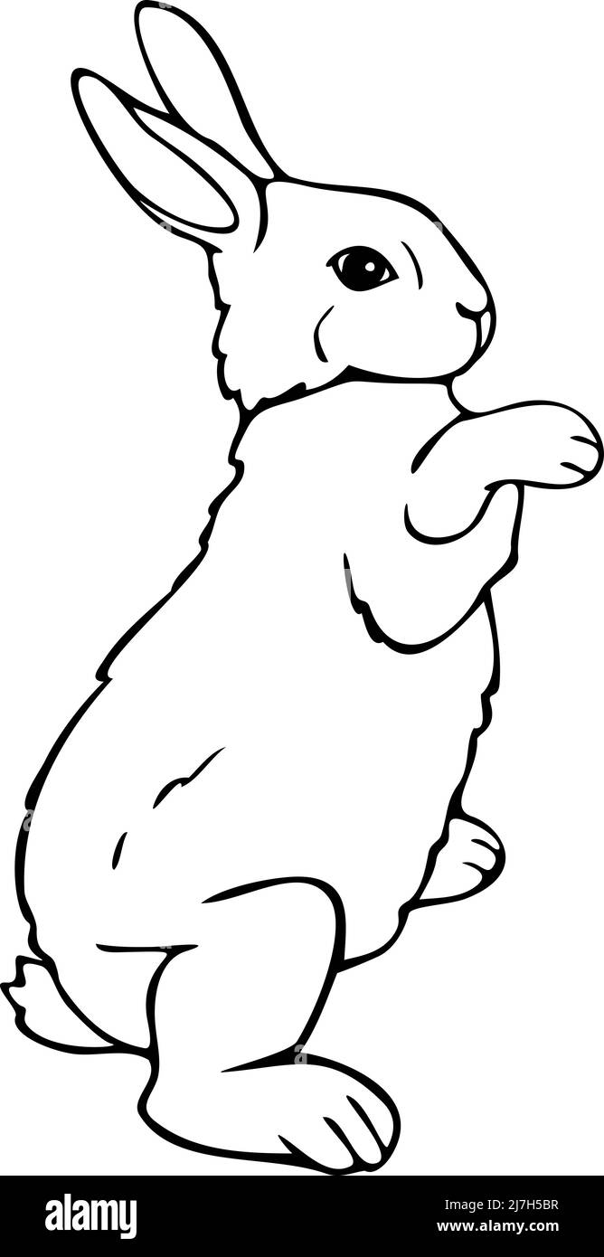 Illustrazione vettoriale del coniglio in piedi sulle gambe posteriori. Coniglietto bianco e nero disegnato a mano. Illustrazione Vettoriale