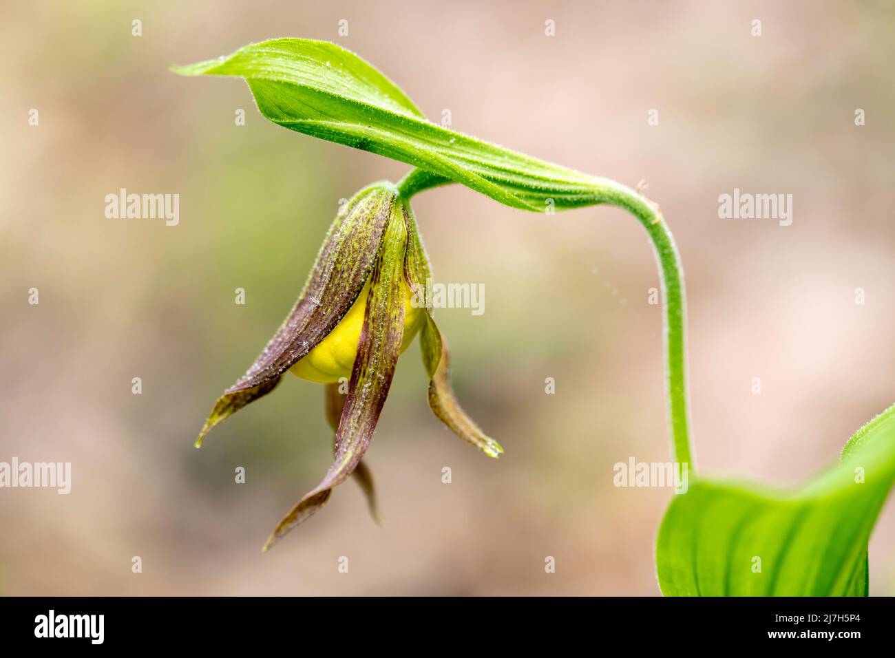 Piccola Signora gialla Slipper Orchid (Cypripedium parviflorum) in erba - DuPont state Recreational Forest, Cedar Mountain, vicino Brevard, Carolina del Nord, Foto Stock