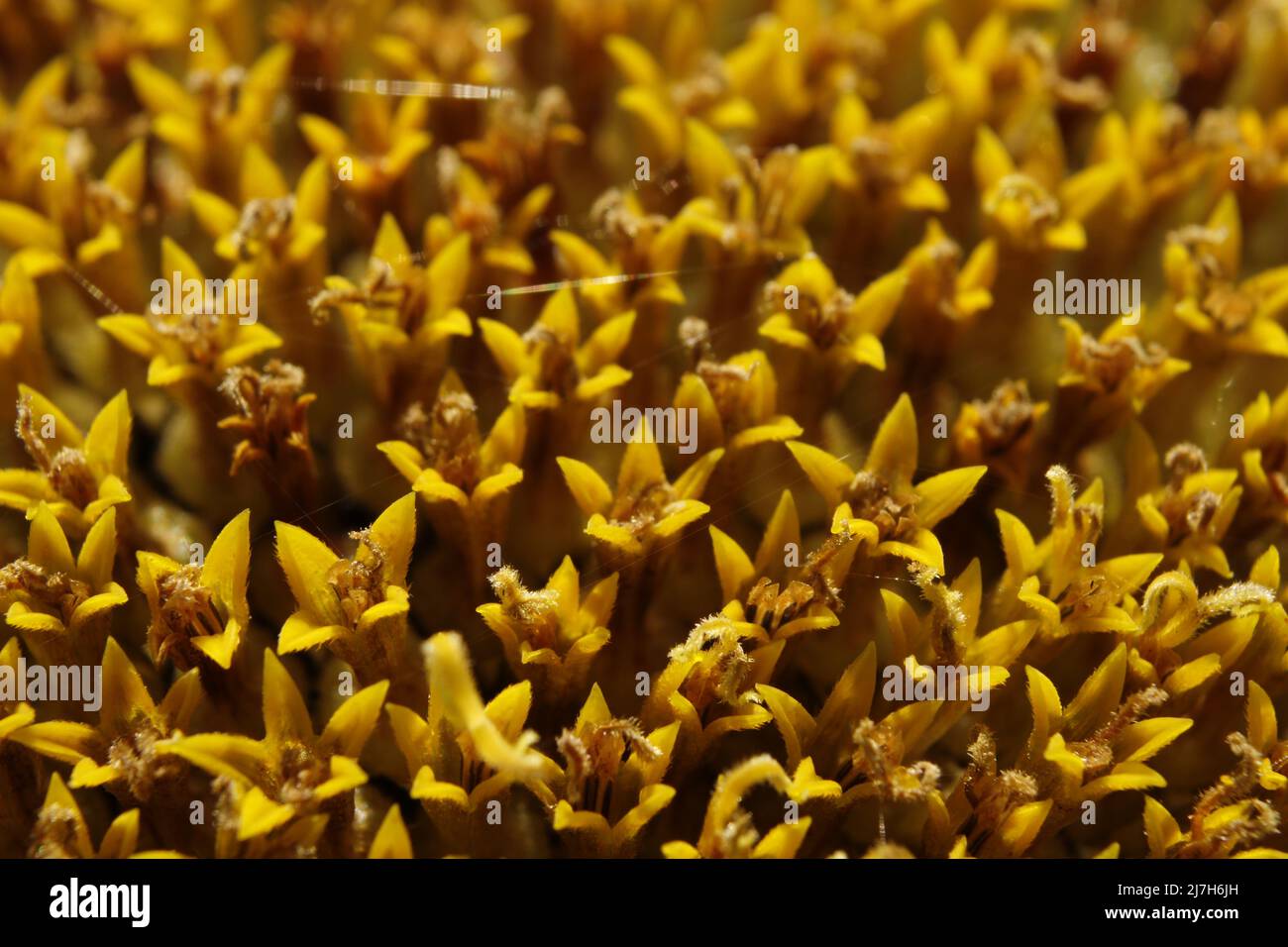 Semi di girasole, di ripresa macro Foto Stock