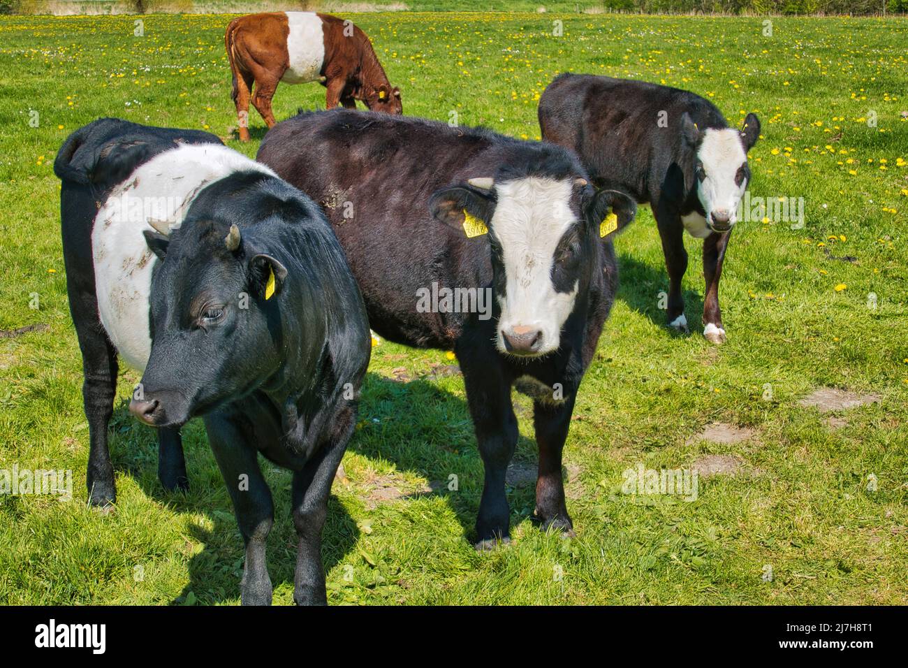 Lakenvelder e blaarkop (testa blister), due razze di bovini indigene nei Paesi Bassi Foto Stock