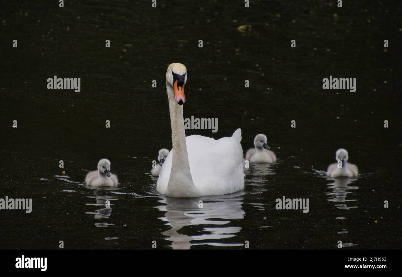 Londra, Regno Unito. 9 maggio 2022. I cigneti appena nati nuotano con i loro genitori in un lago del parco. Credito: Vuk Valcic/Alamy Live News Foto Stock