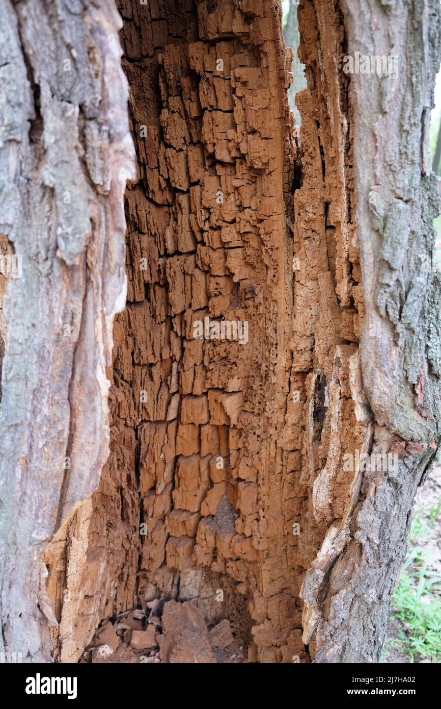 Termiti strangolato legno. Il tronco di un albero in una foresta che è stato distrutto da parassiti. Corteccia di albero dall'interno con grandi strutture quadrate formate ove Foto Stock