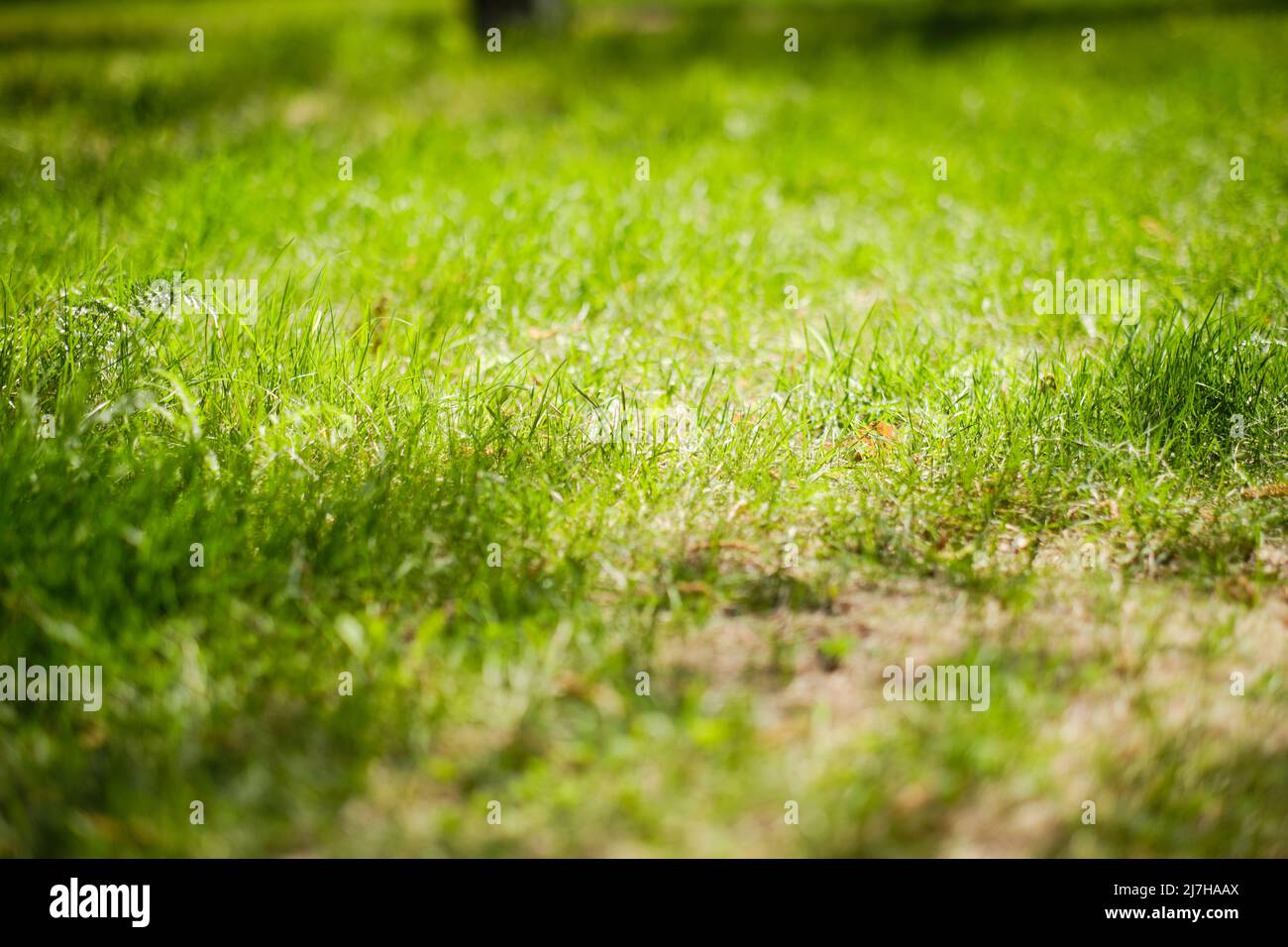 Prato verde su giorno estivo luminoso, caldo e soleggiato Foto Stock