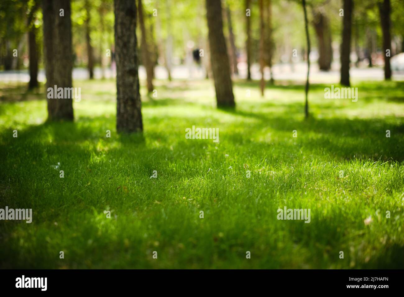 Prato verde nel parco tra gli alberi in luminosa, calda giornata di sole Foto Stock