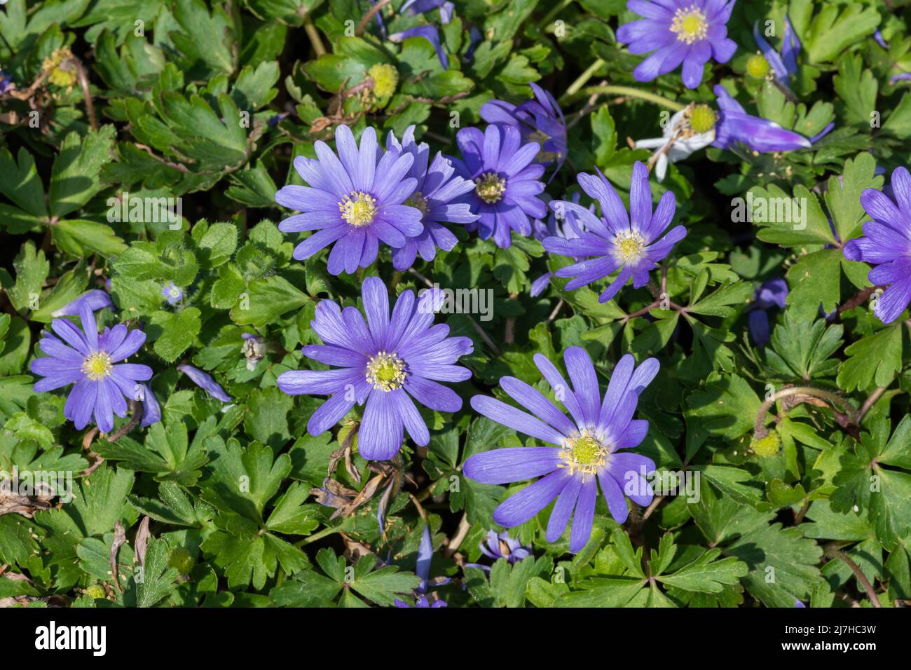 Primo piano di anemone balcanico (anemonoides blanda) fiori in fiore Foto Stock