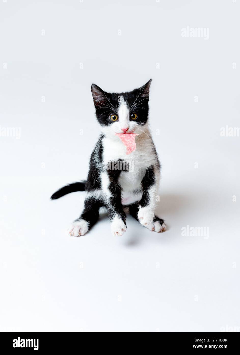 Il gattino tiene un pezzo di salsiccia nei suoi denti. Sfondo bianco Foto Stock