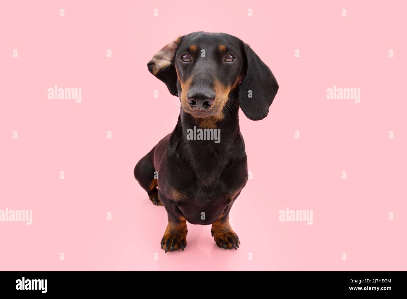 Dachshund cucciolo cane ascolto con grandi orecchie. Isolato su sfondo corallo rosa Foto Stock