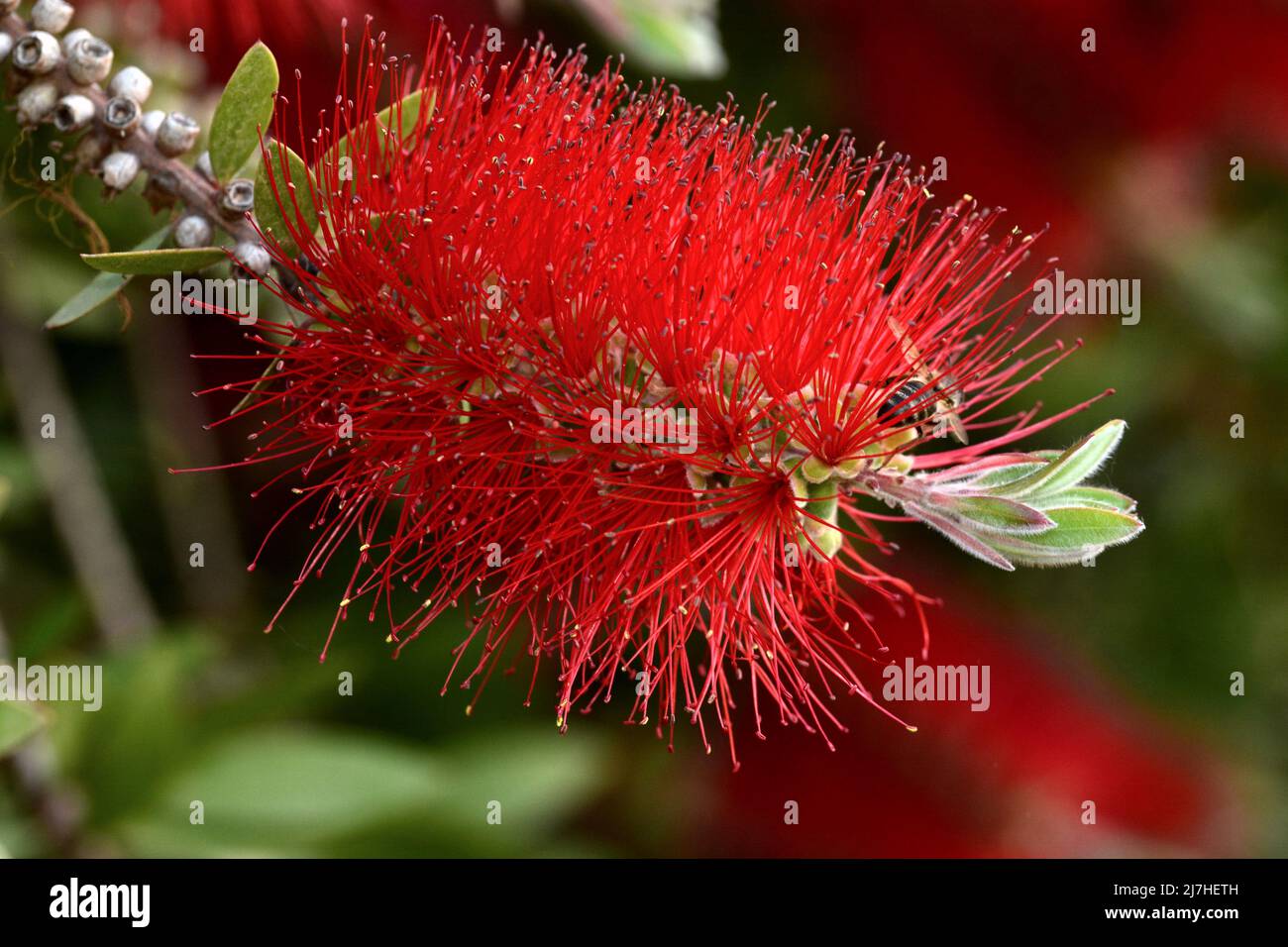 Detalle de la flor del árbol del cepillo, Callistemon citrinus, en primavera Foto Stock