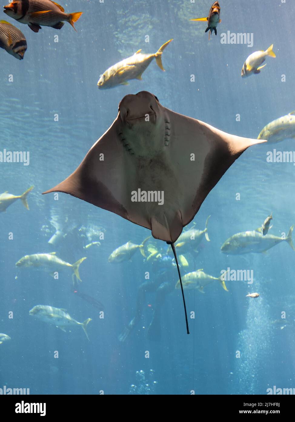 Questo insolito stingray ha un aspetto comico. Questo sembrava posare, sorridere e sembrava voler essere fotografato, il Dubai Aquarium Foto Stock