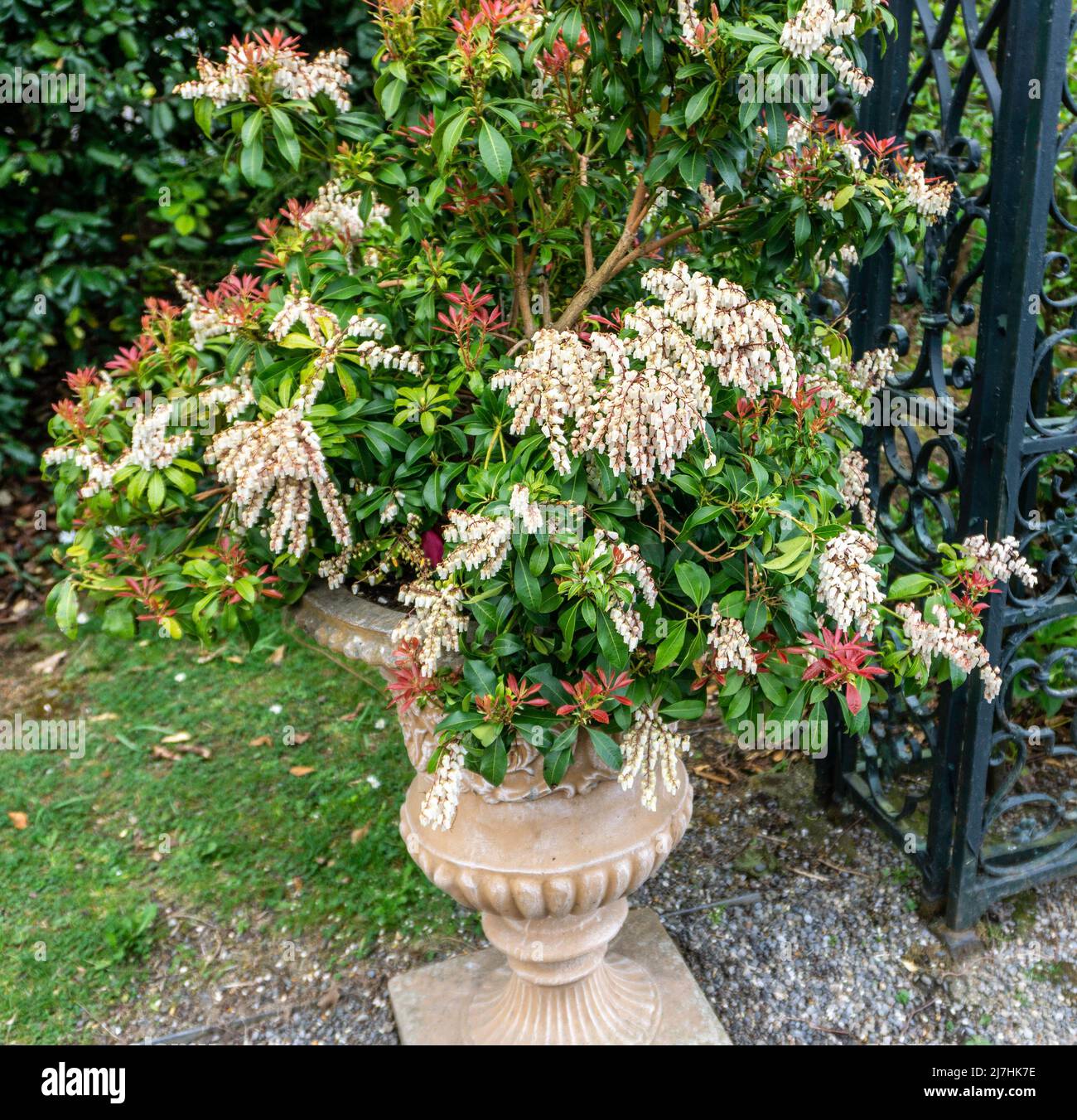 Una pianta giapponese Andromeda in vaso. Foto Stock