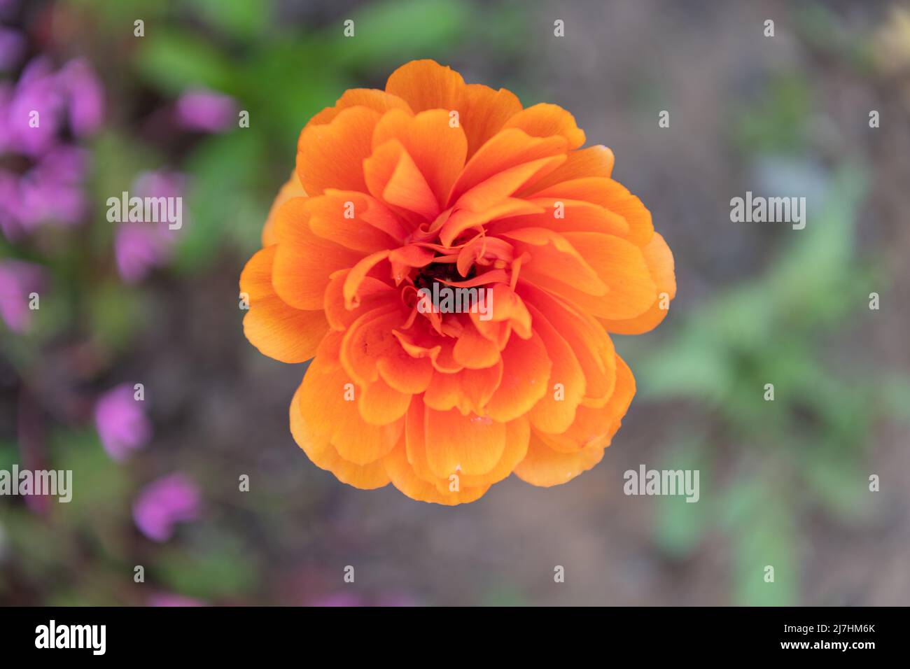macro vista di bellissimo ranunculus fiore arancione Foto Stock
