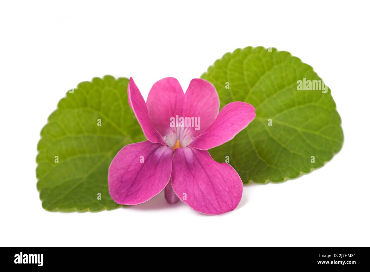 Dolce viola fiore isolato su sfondo bianco Foto Stock