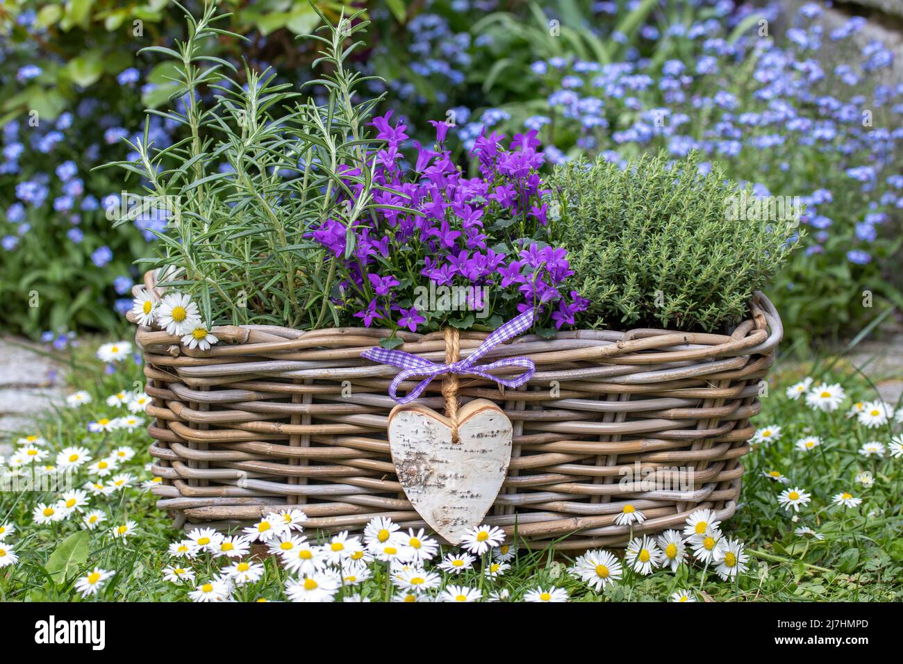 fiore di campana, timo e rosmarino in cestino in giardino Foto Stock