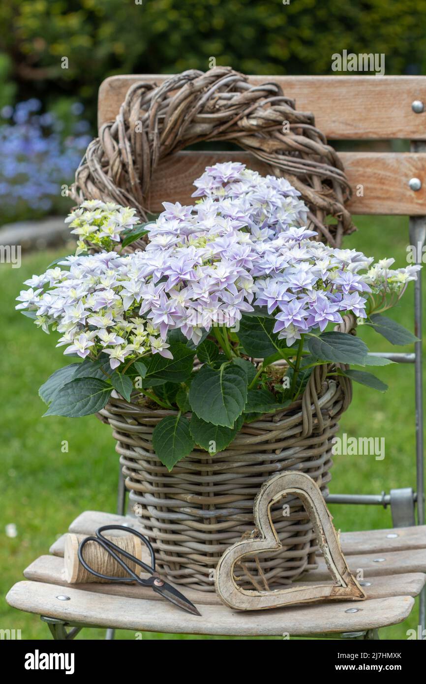 Hydrangea macrophylla viola doppio olandese in cestino in giardino Foto Stock