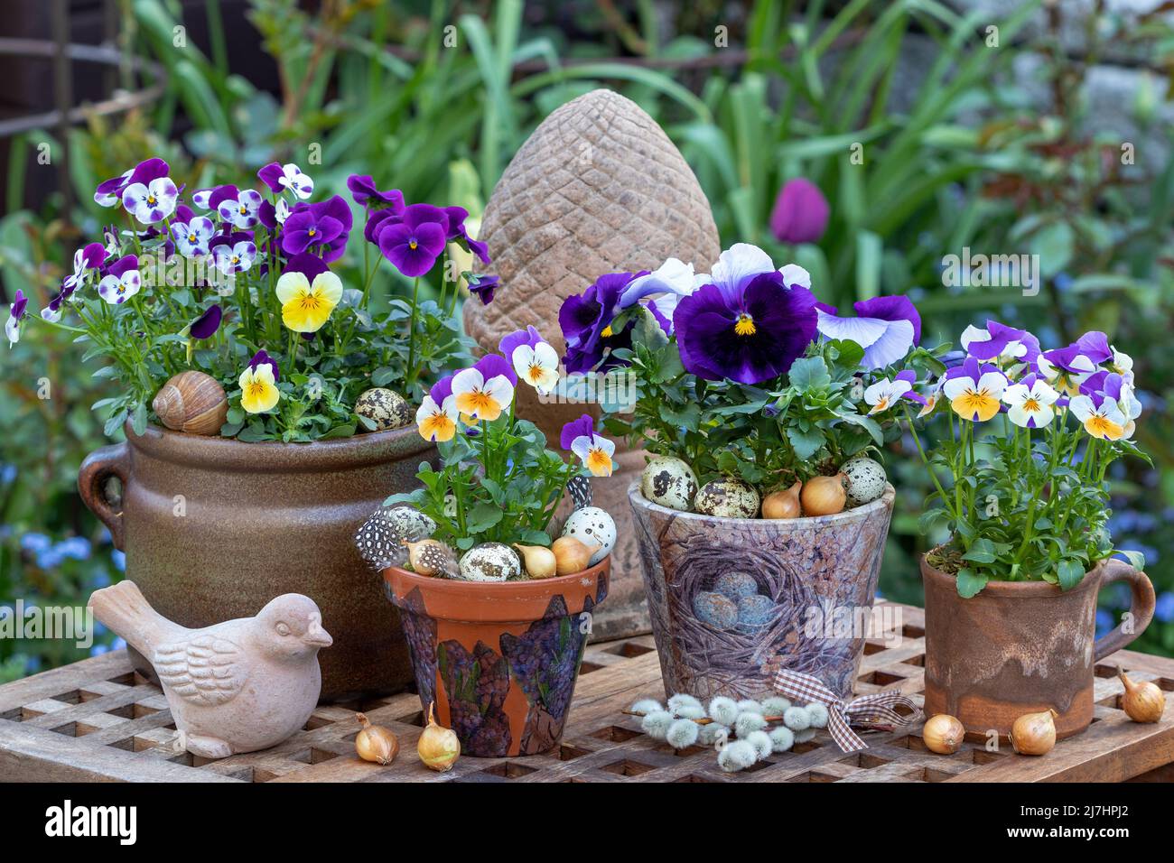fiori di viola in pentole rustiche nel giardino primaverile Foto Stock