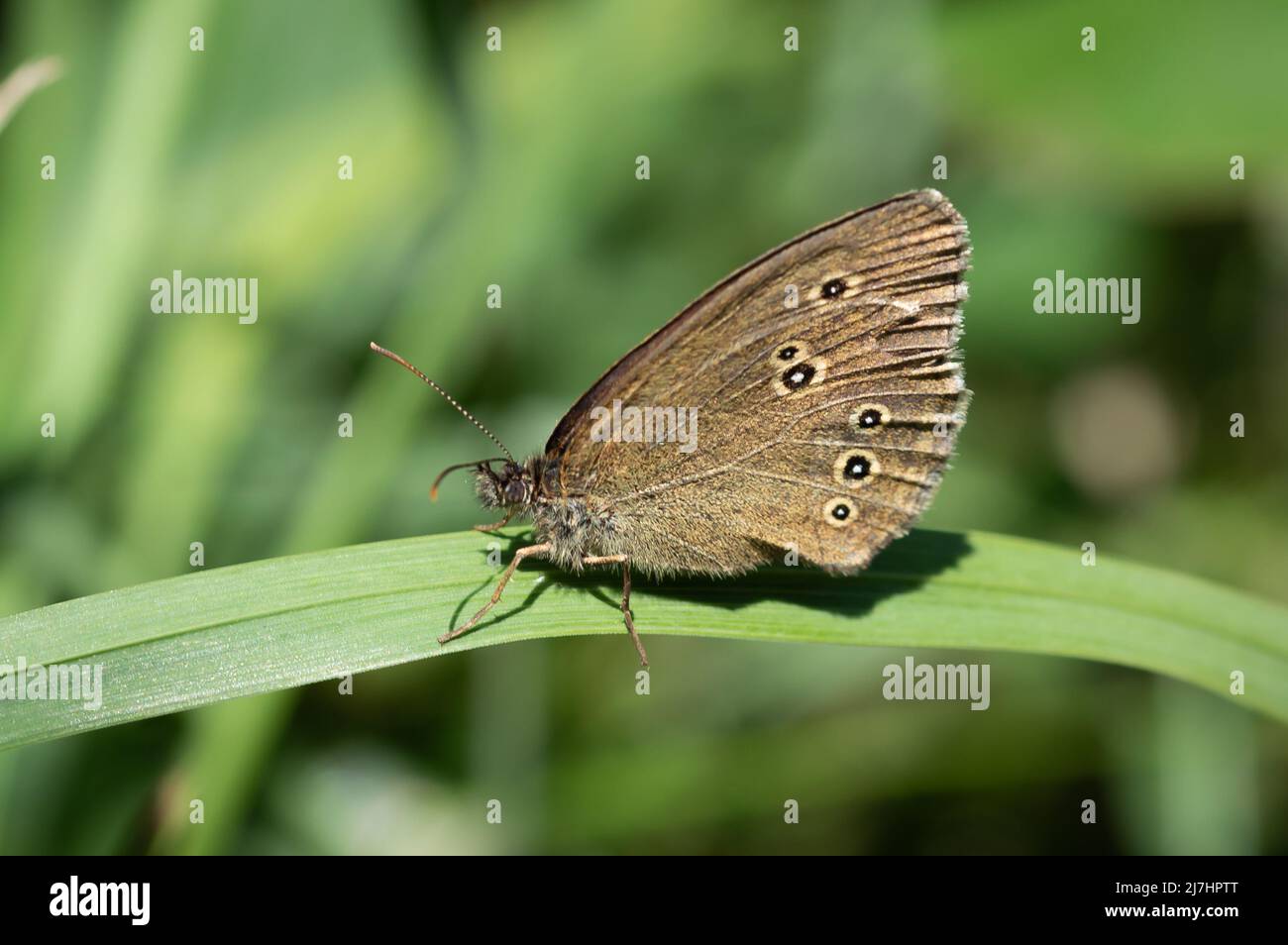 Farfalla di boccoli su un'ampia lama di erba Foto Stock