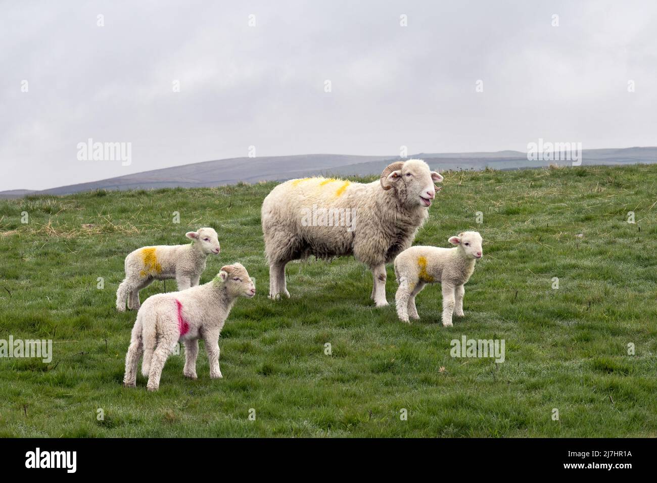 Una pecora di bosco di Whitecohed e le sue agnelli di pedigree, Stainforth, North Yorkshire, Regno Unito. Il bosco di Whitebeed è una rara razza di pecora di collina cornuta. Foto Stock