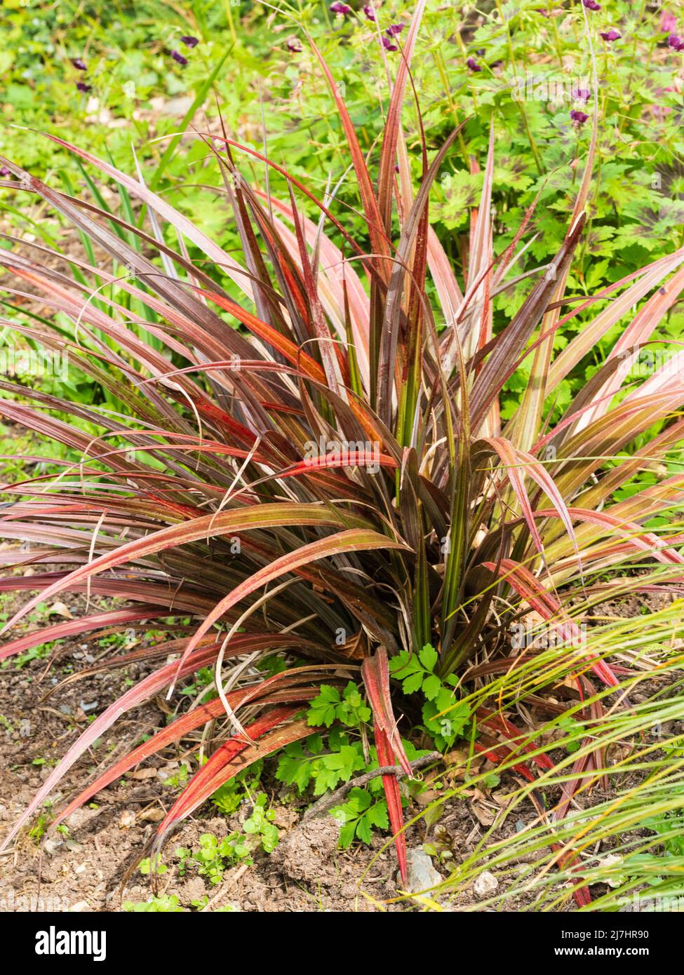Foglie sempreverdi rosso e argento spiky della pianta da giardino della Nuova Zelanda, Astelia nervosa 'Diavolo Rosso' Foto Stock