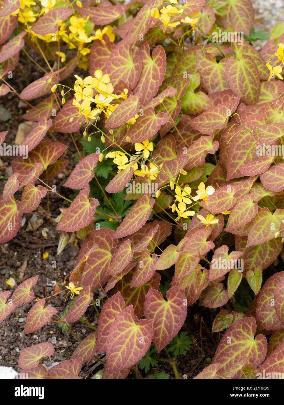 Foglie primaverili bronzate e fiori gialli del bracconato ibrido, Epimedium perralchicum 'Frohnleiten' Foto Stock