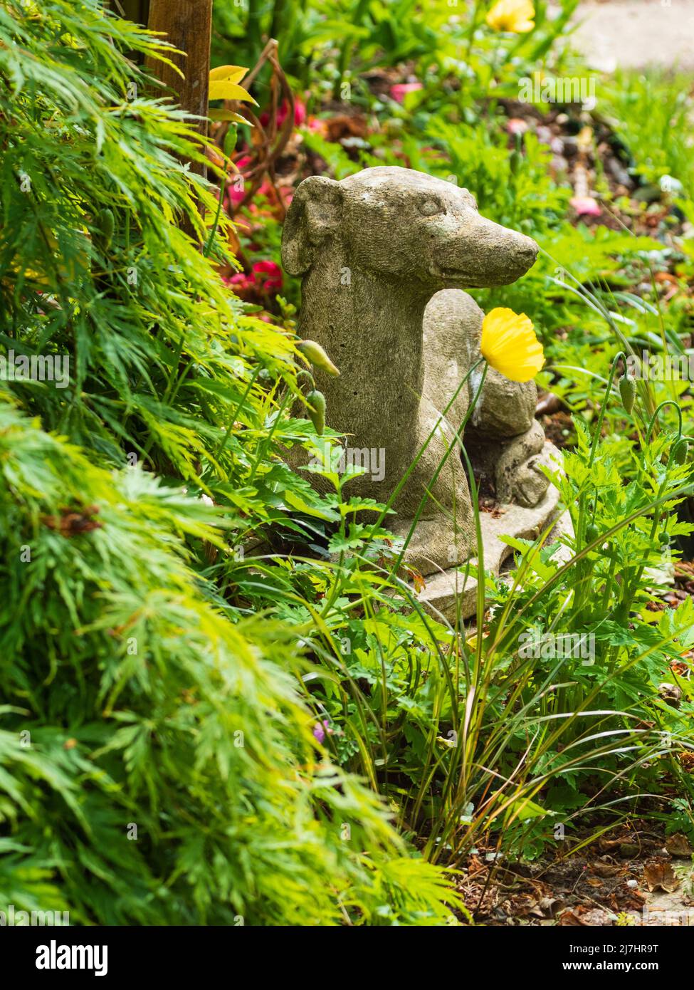 Statua di cemento reclinabile di un levriero o frusta tra vegetazione lussureggiante di un giardino di primavera Foto Stock