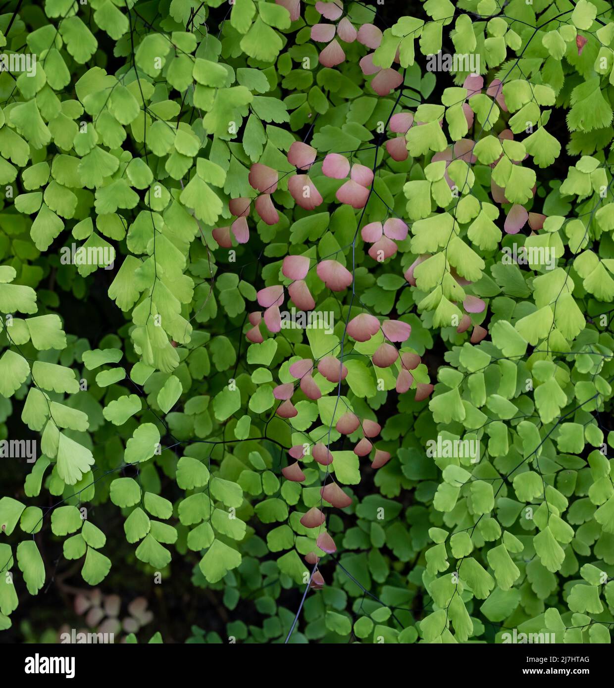 Mazzo di foglie verdi e rosa su vite con particolare attenzione alle foglie rosa Foto Stock