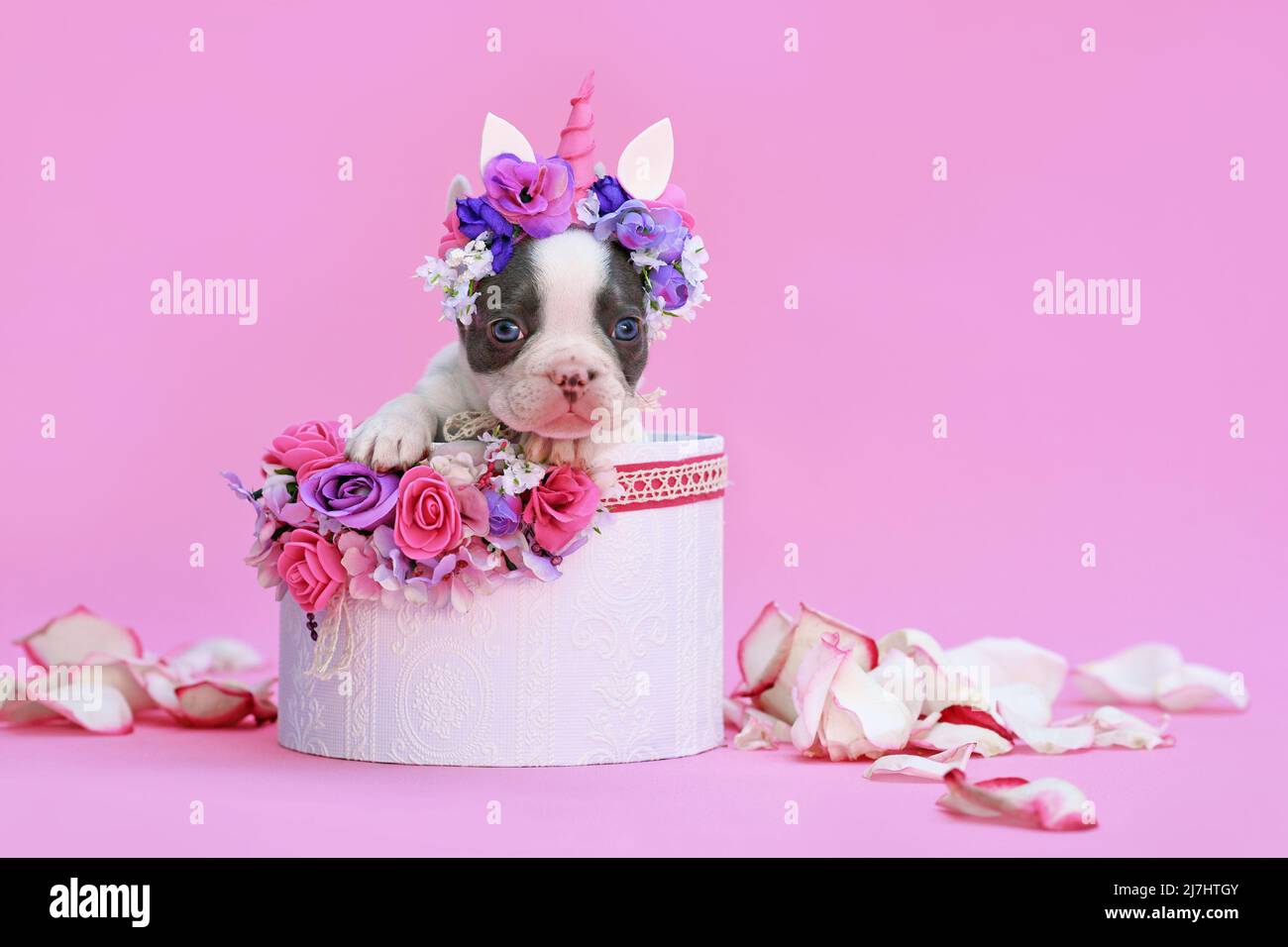 Cucciolo di cane Bulldog francese pied blu con fascia unicorno con corno che sbuccia fuori scatola con fiori su sfondo rosa Foto Stock
