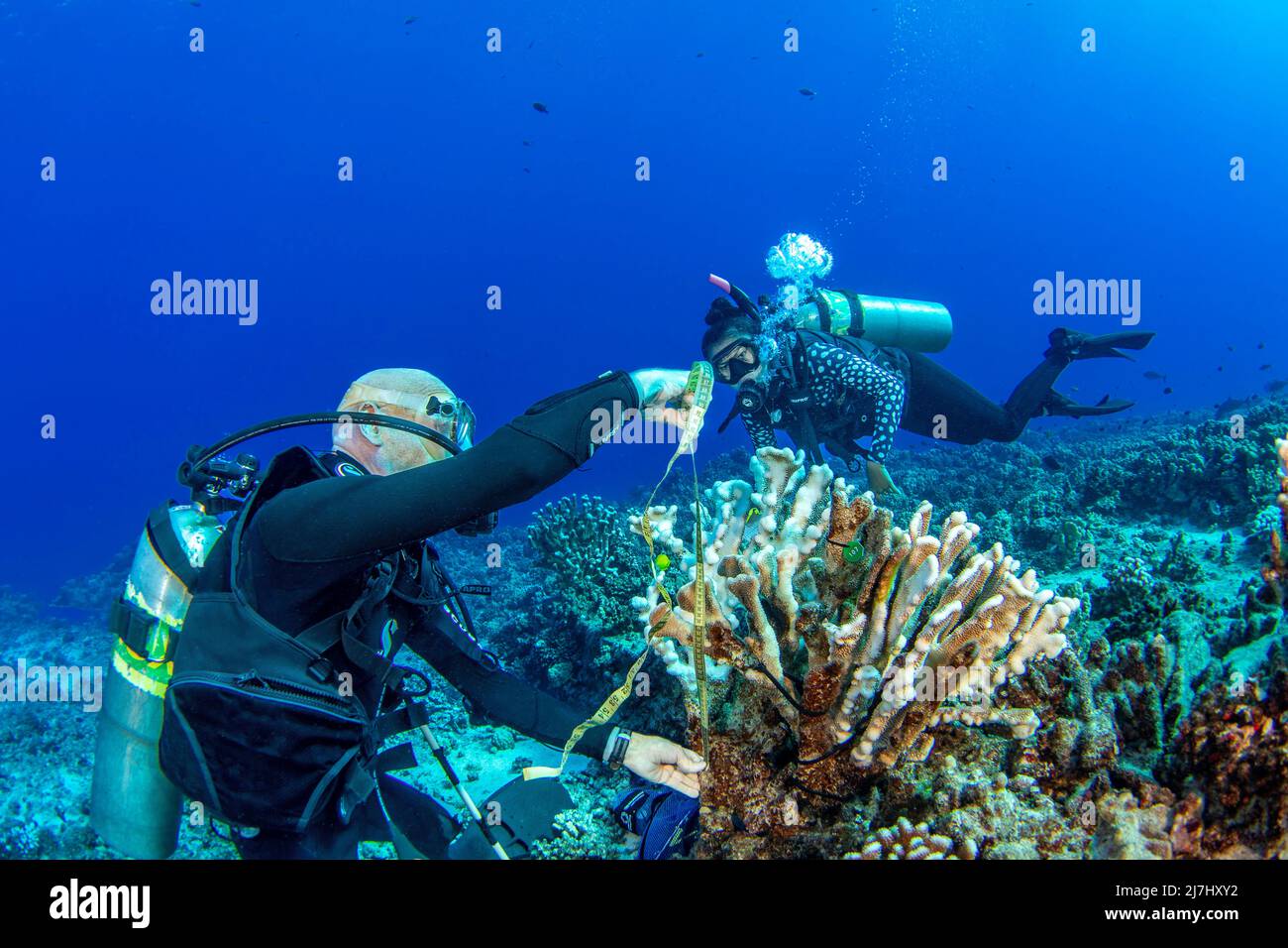 La ricerca subacquei dal MOC Marine Institute mappa coral danni a Molokini riserva marina dell'isola di Maui, Hawaii. In futuro, i dati fr Foto Stock