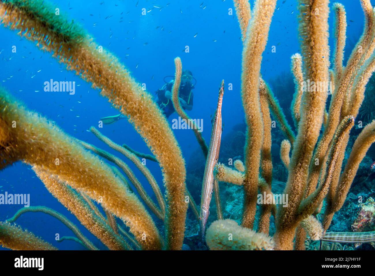 Un subacqueo e trombettista dell'Atlantico occidentale o trombettista, Aurostomus maculatus, nascosto in corallo morbido, sul Sea Aquarium House Reef al largo dell'isola di Cur Foto Stock