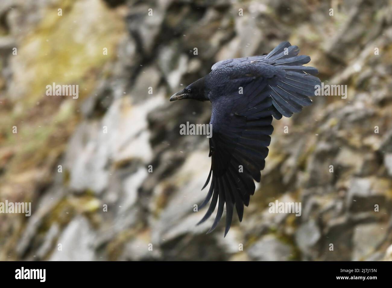 Comune Raven - Corvus corax noto anche come corvo occidentale o corvo settentrionale, è un grande uccello passerino tutto nero, molto intelligente, che vola in pietra Foto Stock