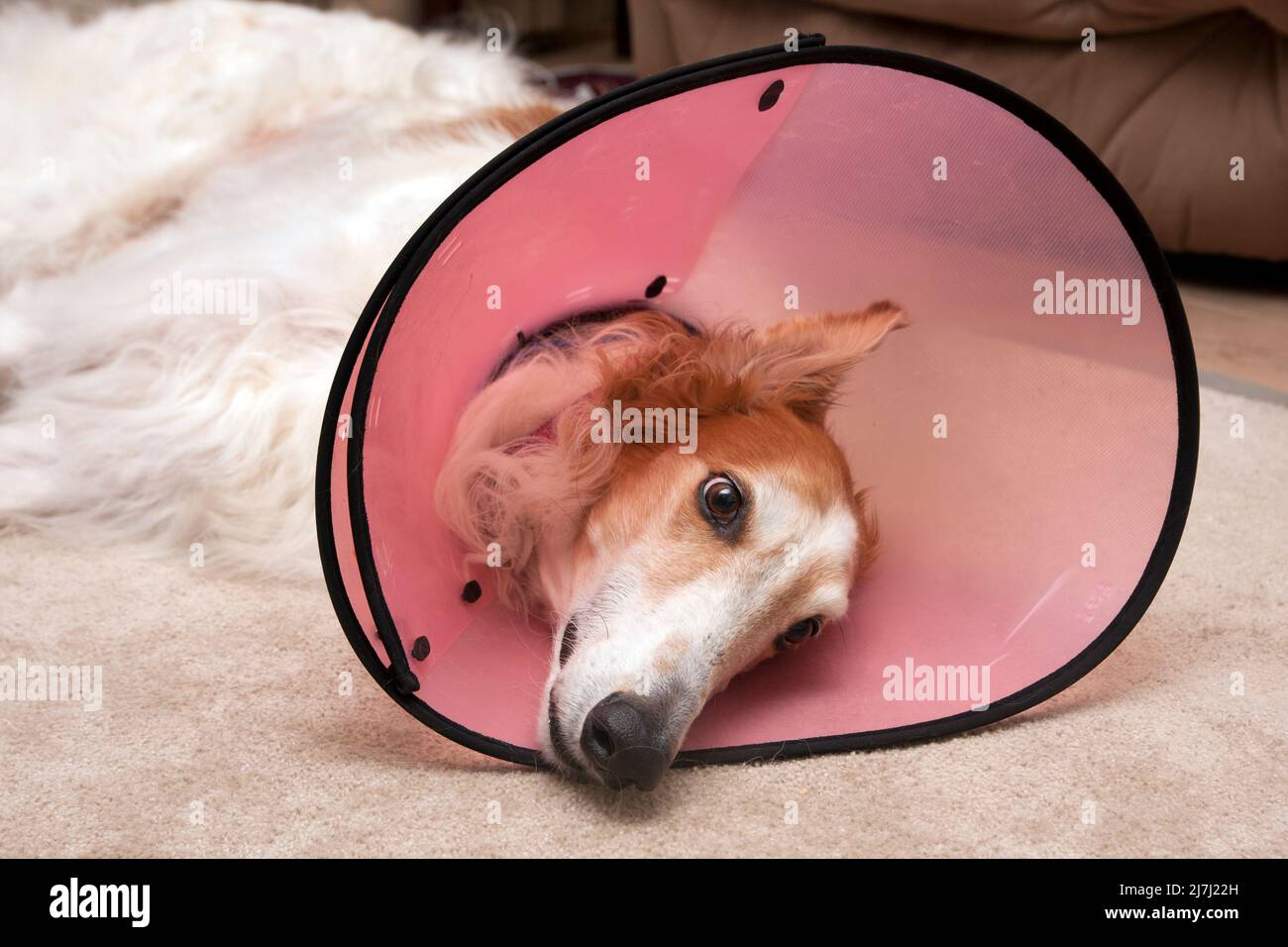 cane da lurcher greyhound in collare antigraffio di recupero medico Foto Stock
