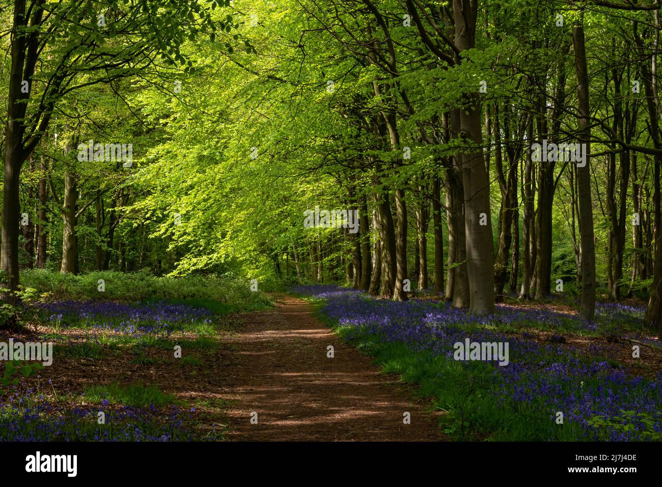 Il verde e il Blues come Bluebells Carpet questo bosco Foto Stock