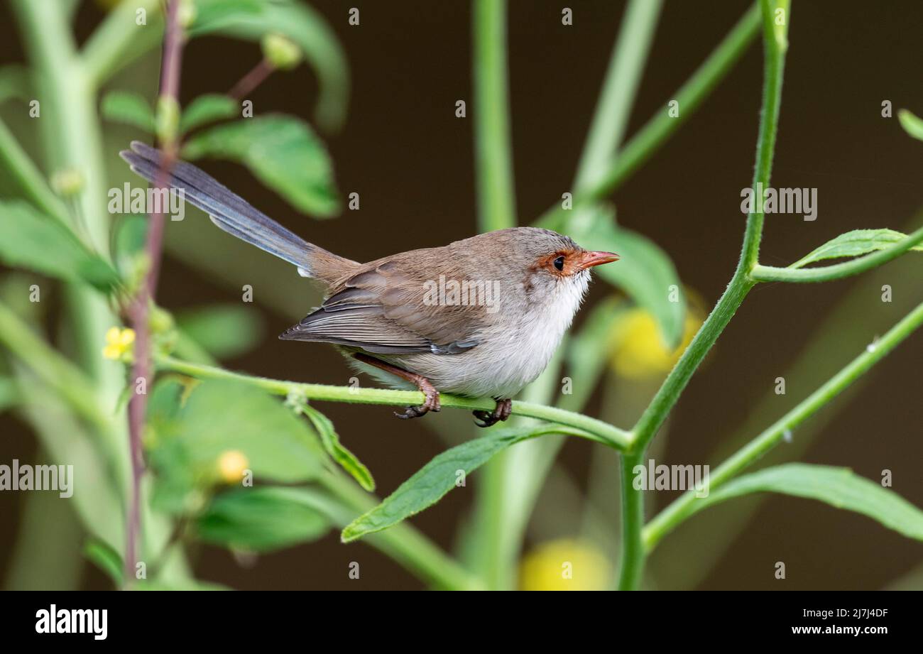 Una superba femmina blu wren nel nuovo Galles del Sud, Australia. Foto Stock