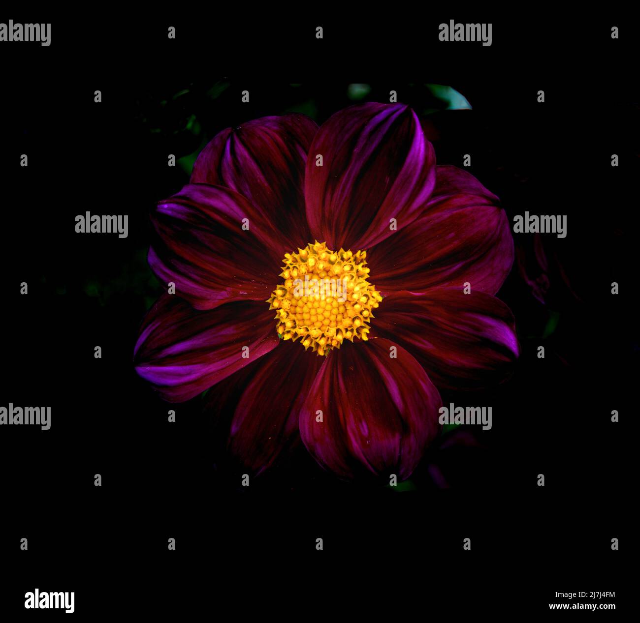 Fiore di maroon profondo con centro giallo e sfondo nero. Foto Stock