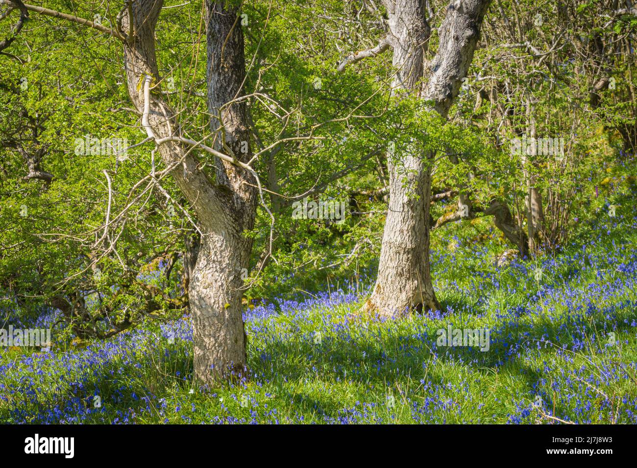 Bluebell inglese i fiori di bluebell autoctoni sono a forma di campana, con petali a faccia diritta, profondamente ricurlato indietro alle punte Foto Stock