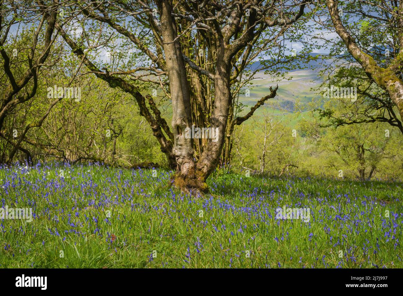 Bluebell inglese i fiori di bluebell autoctoni sono a forma di campana, con petali a faccia diritta, profondamente ricurlato indietro alle punte Foto Stock