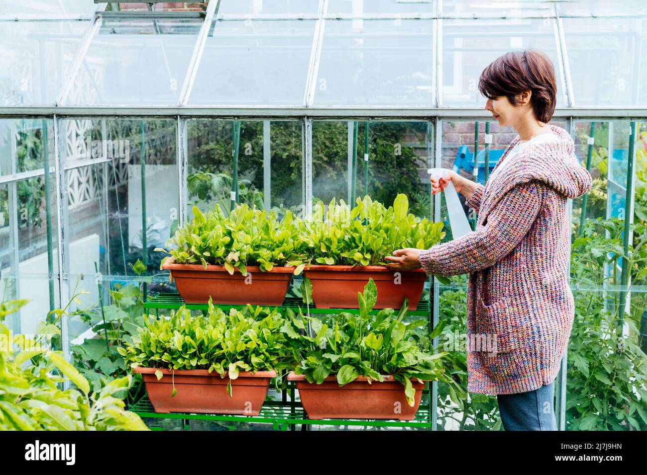 Donna che innaffia il suo giardino in vaso con verde all'aperto. Home piantando e cibo che cresce. Stile di vita sostenibile, alimenti a base vegetale. Selettivo f Foto Stock