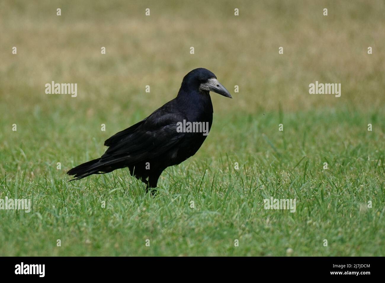 Un rook nero si erge sull'erba verde. Uccello Eurasiano Rook - Corvus frugilegus Foto Stock